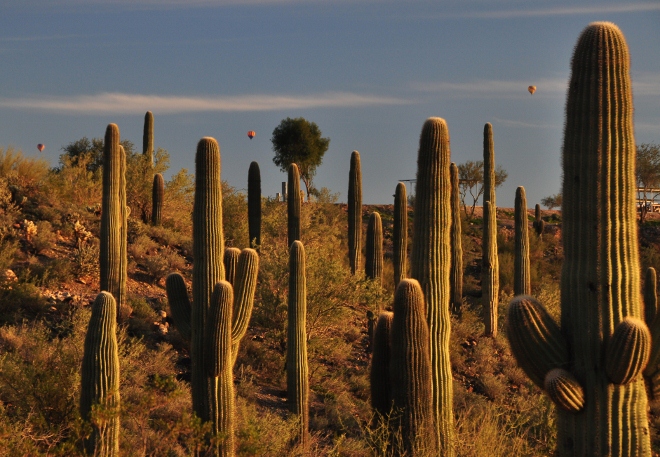 hot-air balloons seen through the saguaros